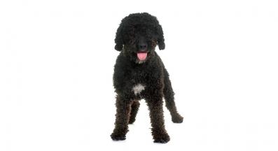 Испанско водно куче