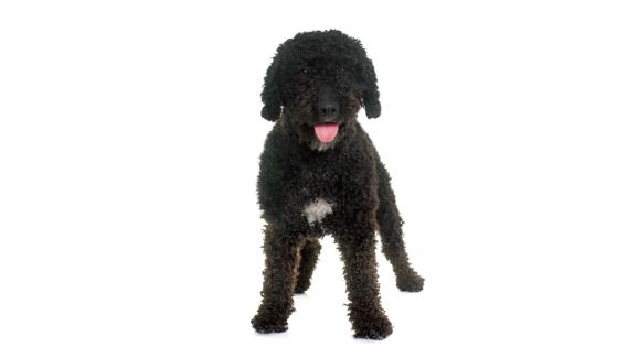 Испанско водно куче