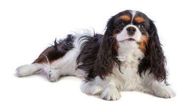 Кавалер Кинг Чарлз Шпаньол