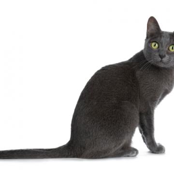 Корат