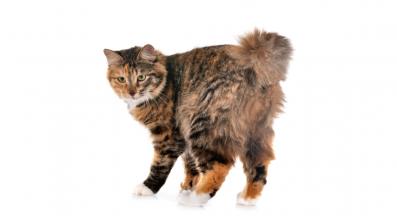 Курилски бобтейл