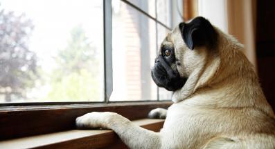 куче прозорец