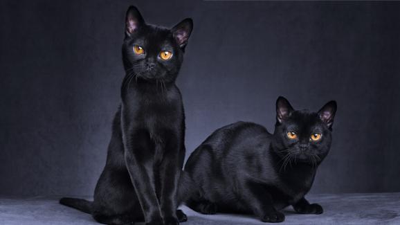 12 прекрасни породи черни котки, които искате да вземете у дома