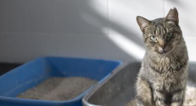 котешка диария и хранене