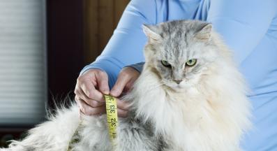 дебело коте