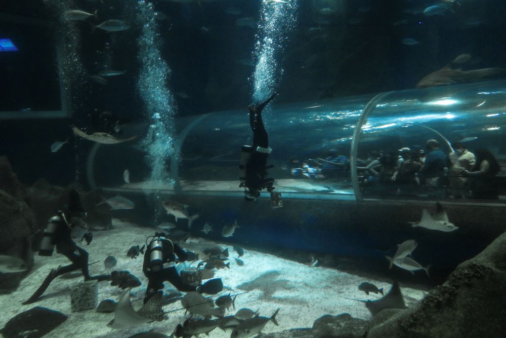 AquaRio е най-големият аквариум в Южна Америка с резервоар от 3,5 милиона литра вода