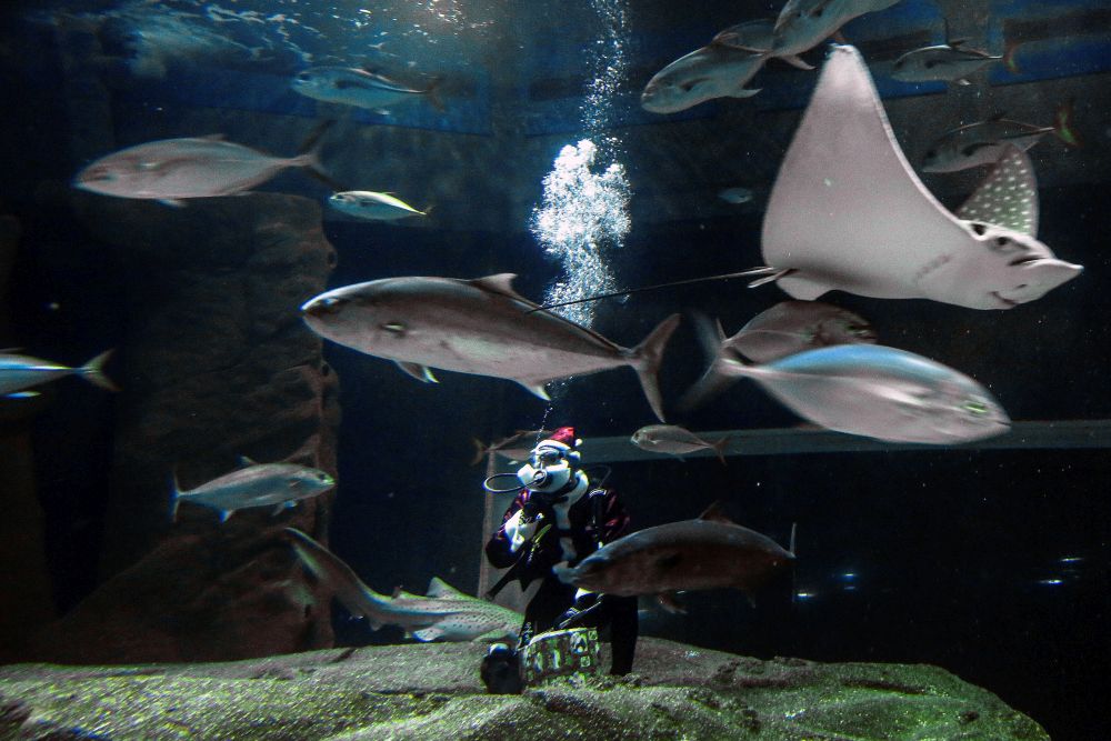 AquaRio е най-големият аквариум в Южна Америка с резервоар от 3,5 милиона литра вода
