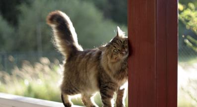 коте се отърква в предмет