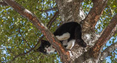 коте на дърво