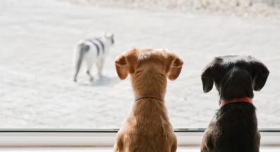 куче гони котка