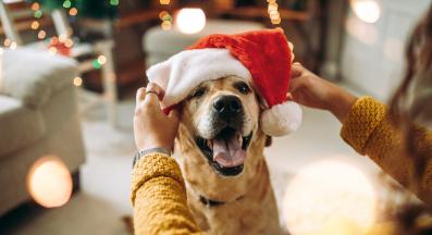 куче коледа