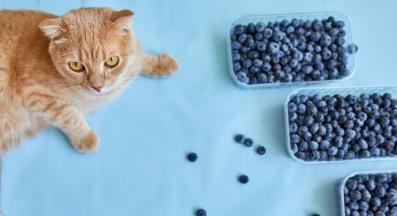 котка и боровинки