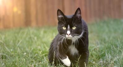 котешки мустаци