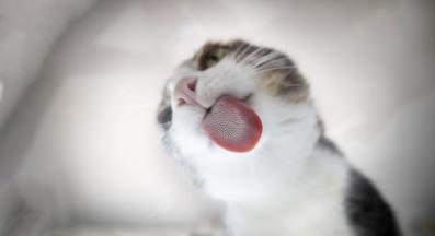 котешки език