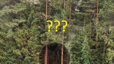 дупка в гората