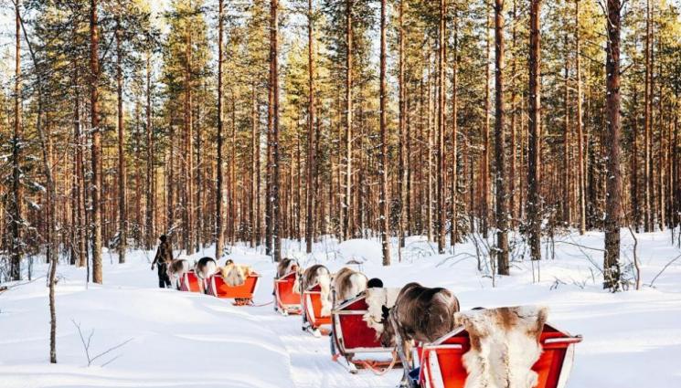 елени - Любопитни факти за елените