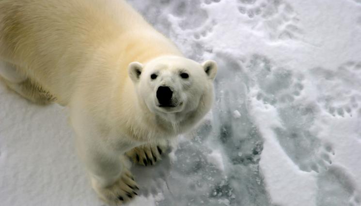 бяла мечка - Най-старата полярна мечка напусна този свят