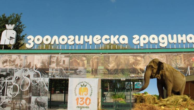 слон - Почина най-възрастното животно в Софийския зоопарк