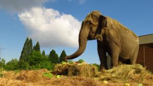 Почина индийската слоница Артайда – най възрастното животно в Софийския зоопарк
