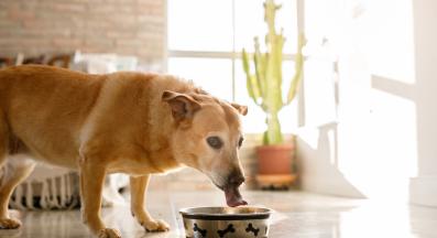 куче пие вода