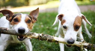 куче с пръчка