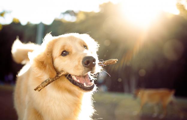куче с пръчка