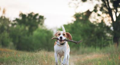 куче с пръчка