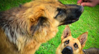 две немски овчарки