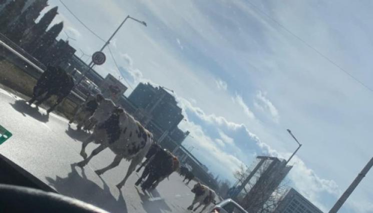 крави - БЛОКАДА: Крави парализираха пътя към Летище-София