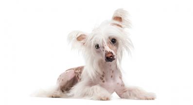 Китайско качулато куче