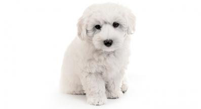 Котон Де Тулеар