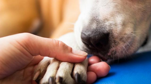 Рекордите на Гинес: 30-годишният Боби е най-възрастното куче в света