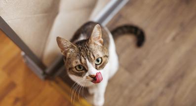 изплезена котка