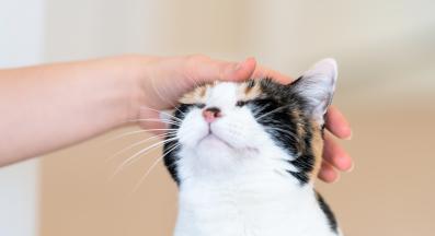 погалване на котка