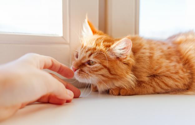 котка мирише човешка ръка