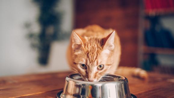 Любопитни хранителни навици на котките