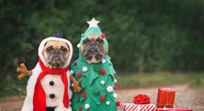 куче коледа