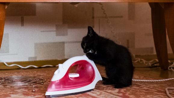 Опасности за котките в домакинството: за какво трябва да сте нащрек