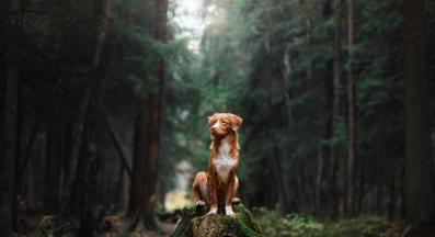 куче в гората