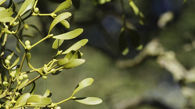 Имелът: Коледна украса или лечебно растение 