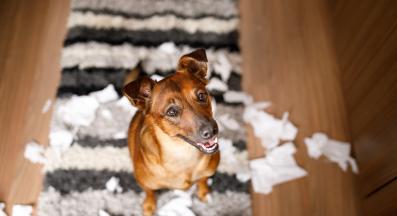 куче яде салфетка