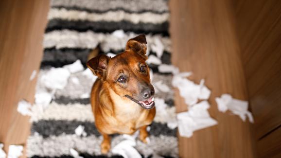 куче яде салфетка