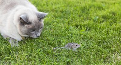 котка ловува