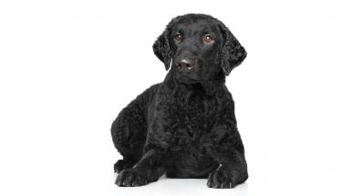 Къдравокосмест ретрийвър