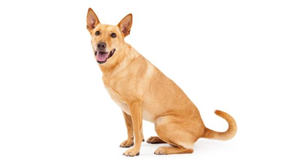 Каролинско куче