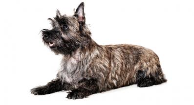 Керн Териер