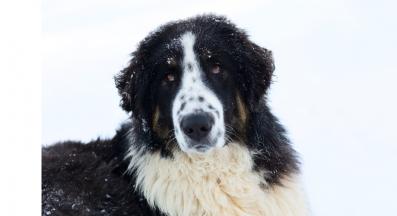 Каракачанска овчарка