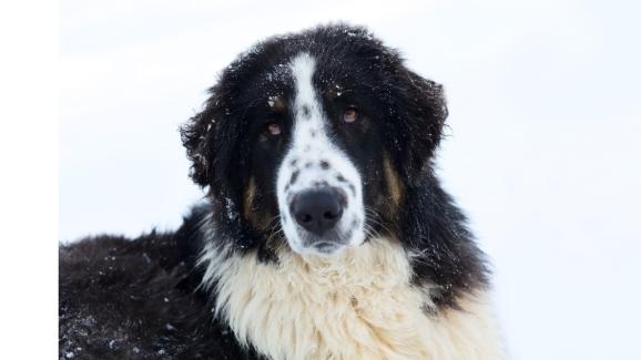 Каракачанска овчарка