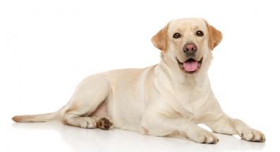 Лабрадор Ретривър