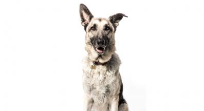 Кралска овчарка